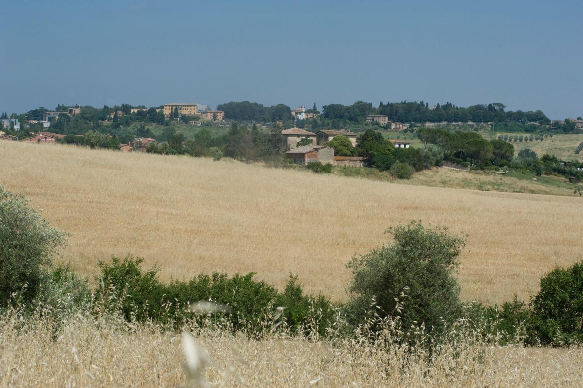 Il Pettirosso Di