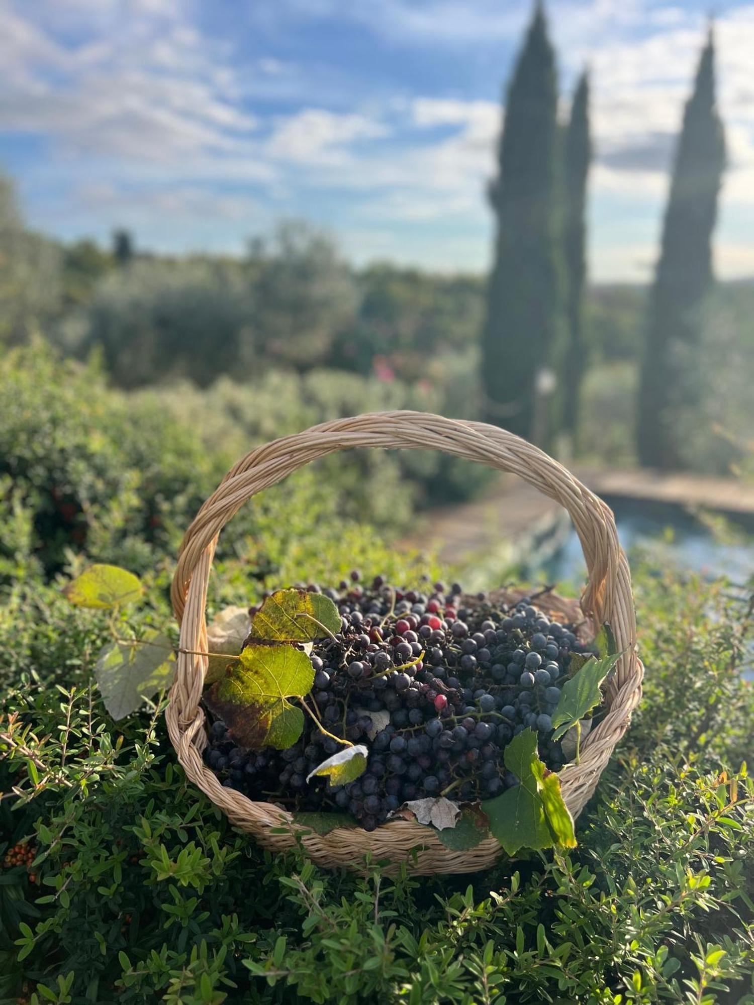 Il Pettirosso Di Siena