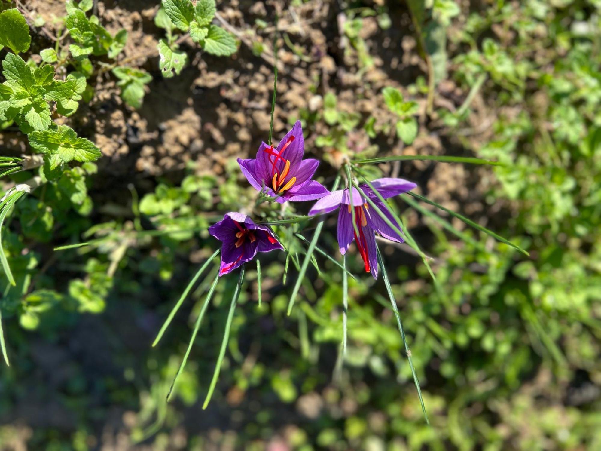 Il Pettirosso Di Casa rural